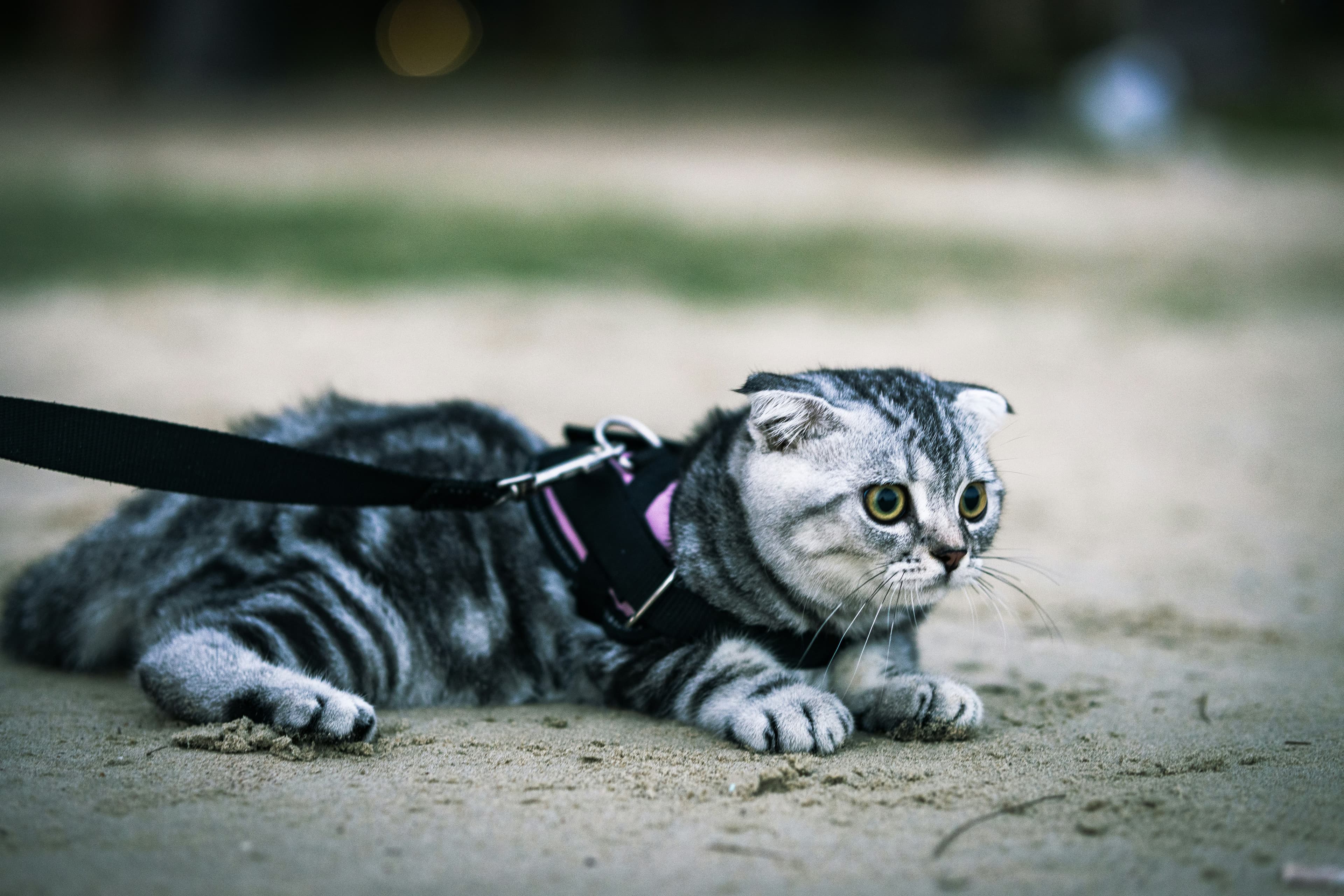 Scottish fold cat with harness lying on sand