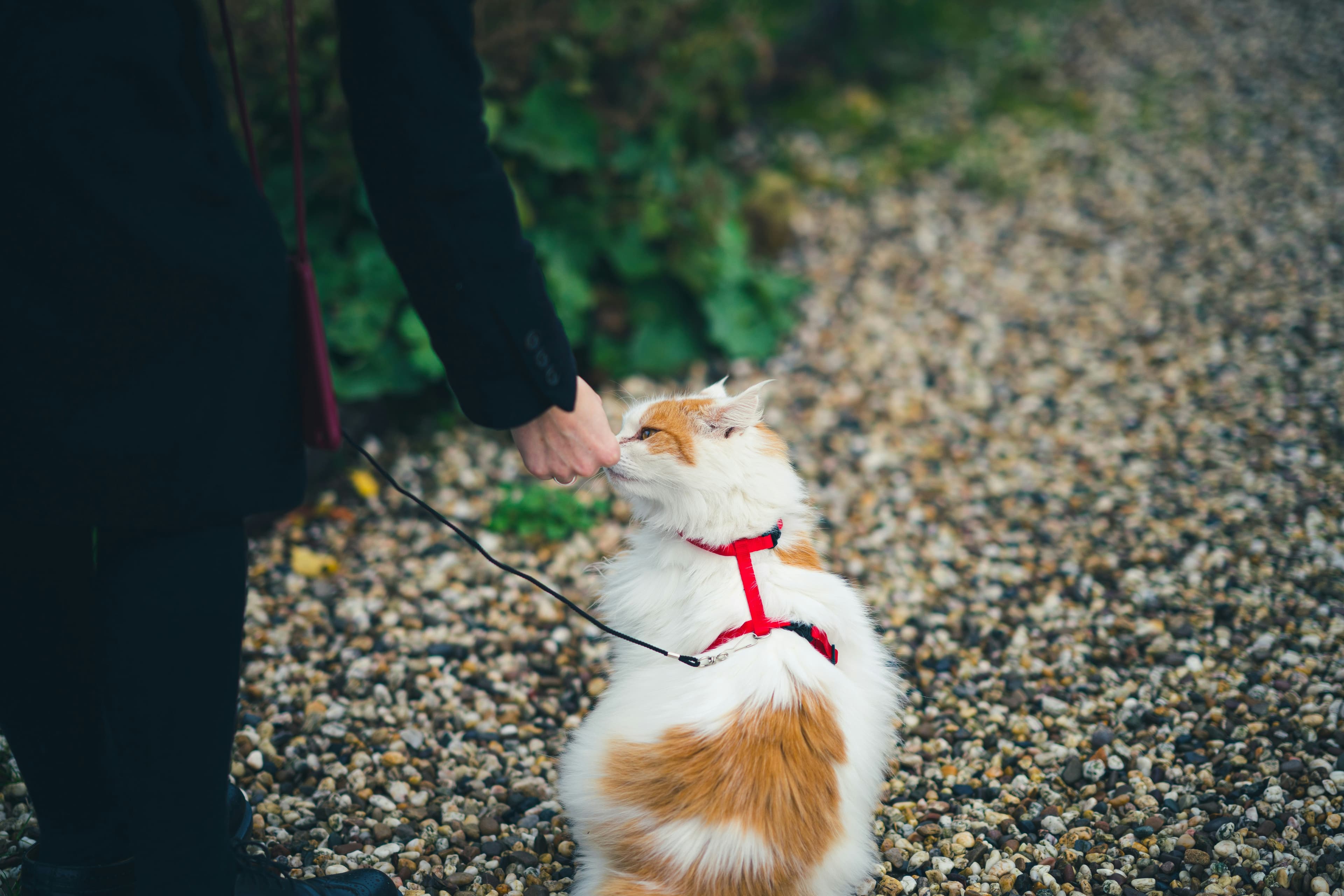 Fluffy calico cat in red harness being pet on a gravel path