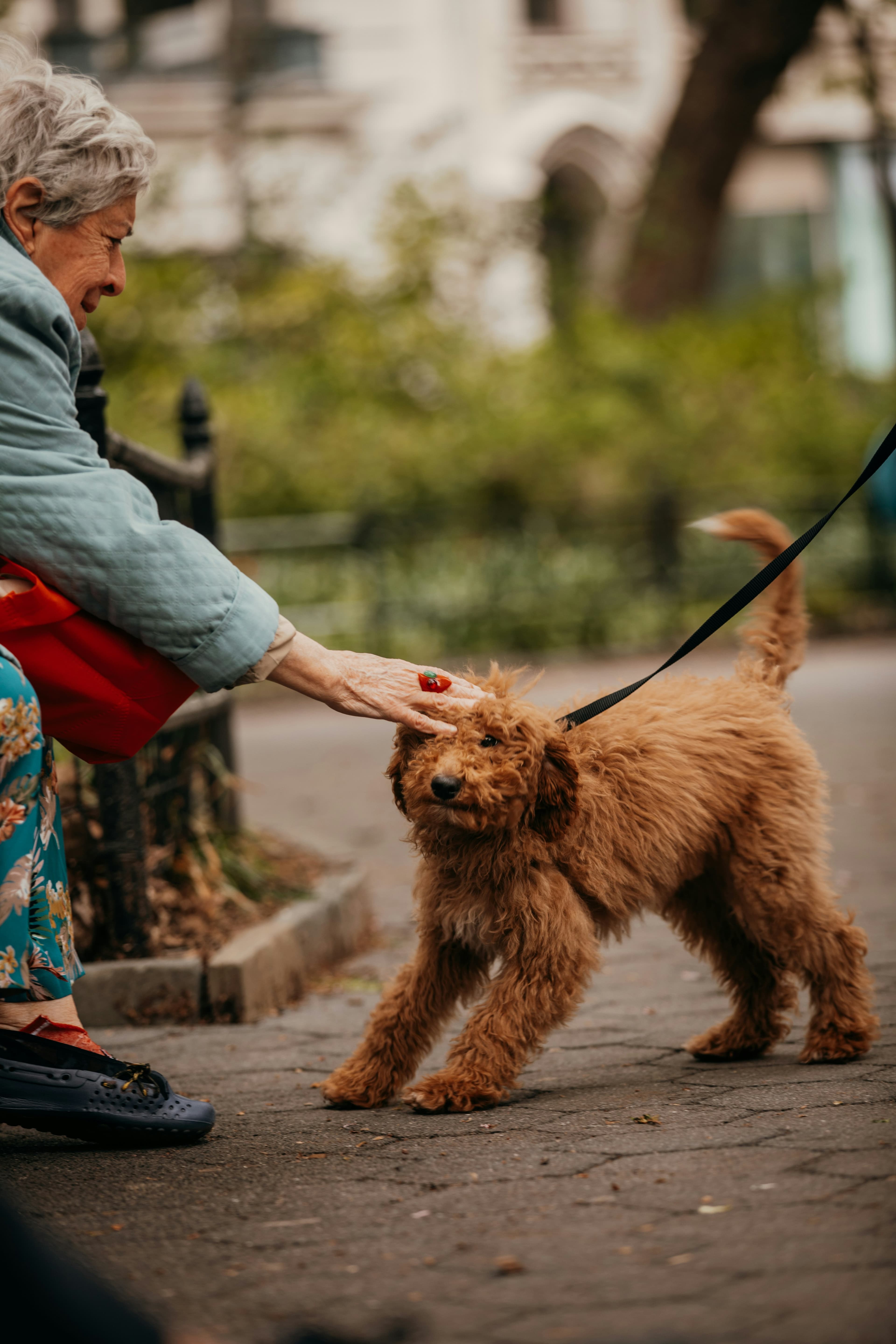 Goldendoodle greeting an elderly woman on a park bench
