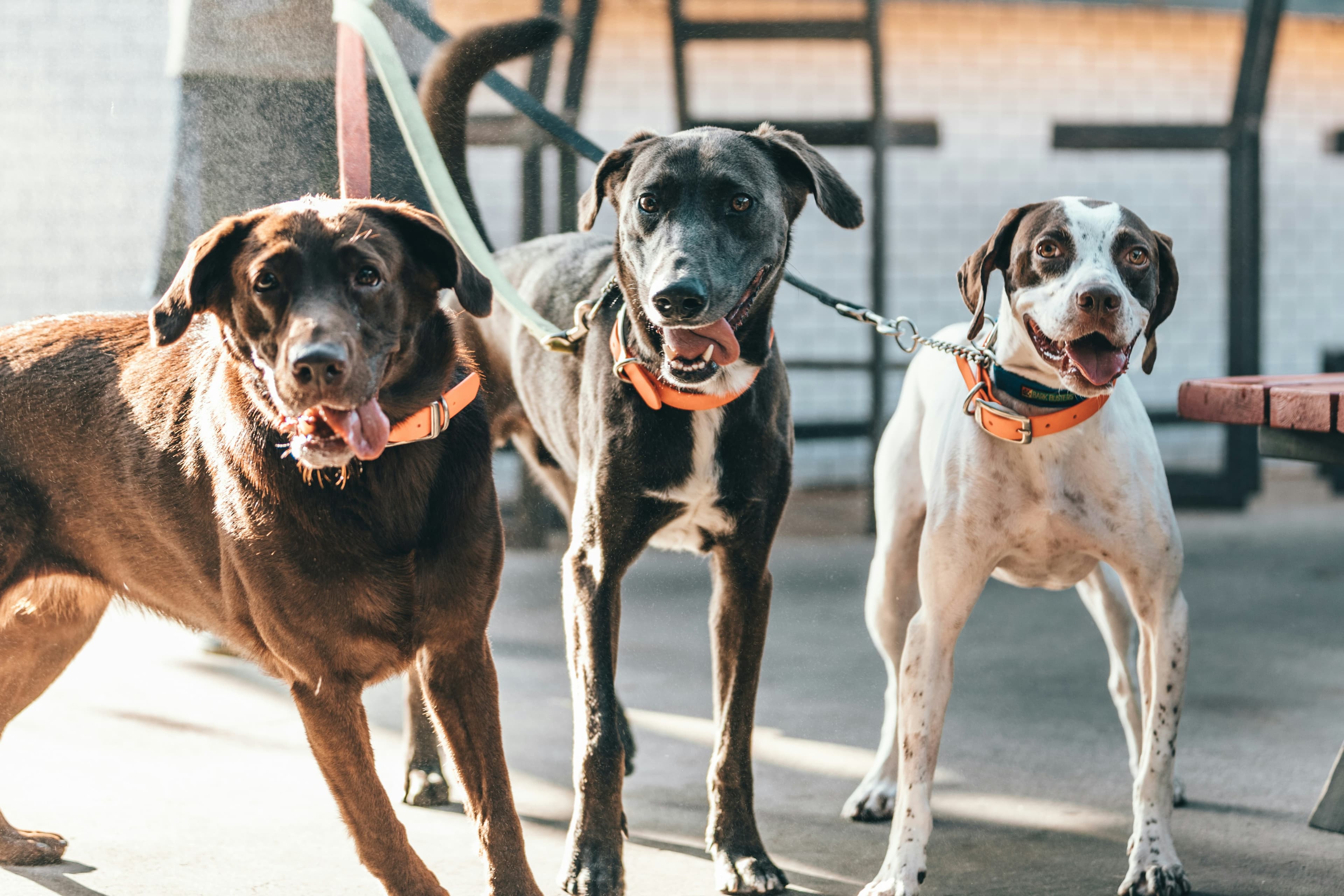 Three dogs with orange collars posing in an urban setting