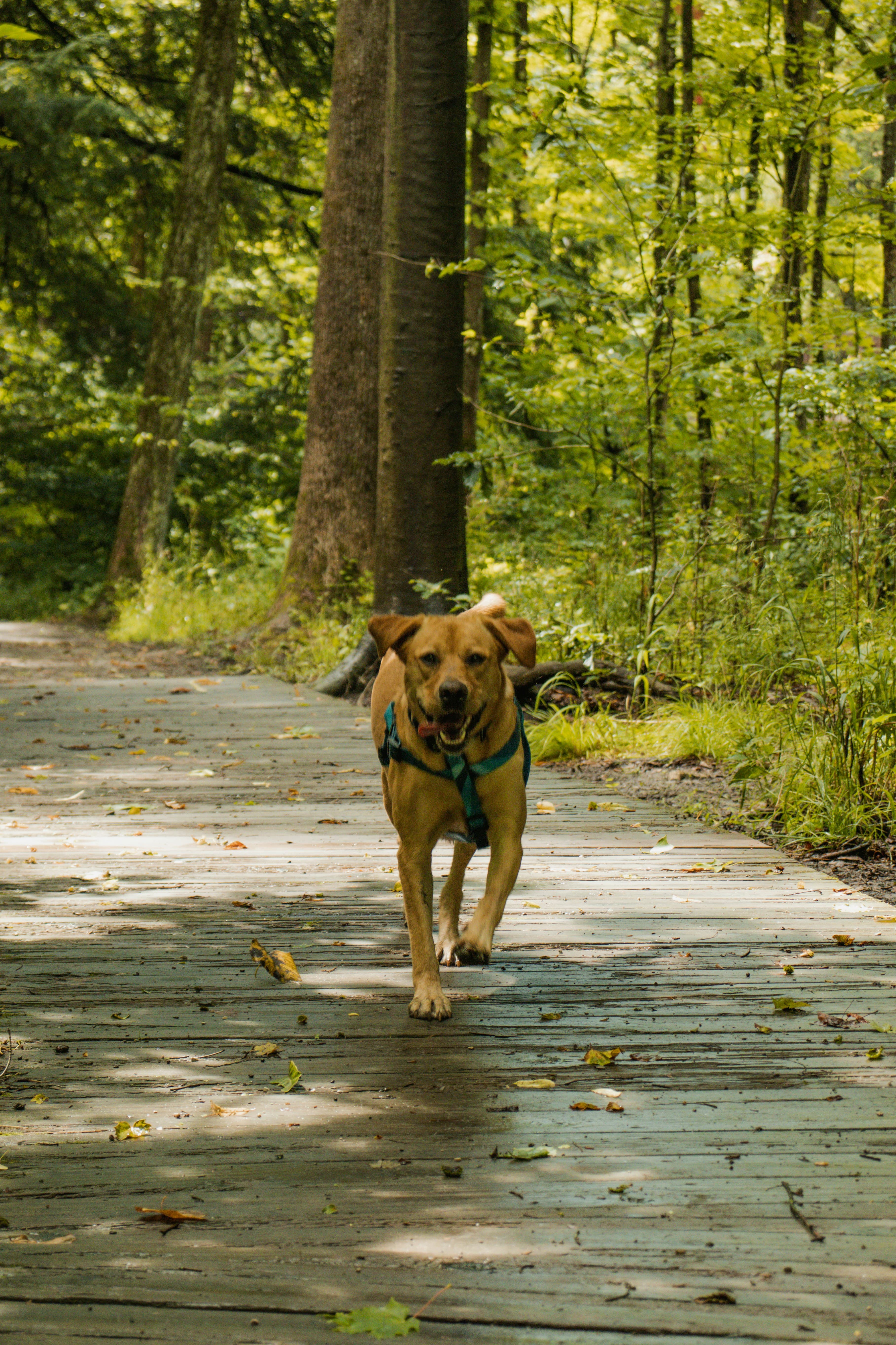 Bear on a walk