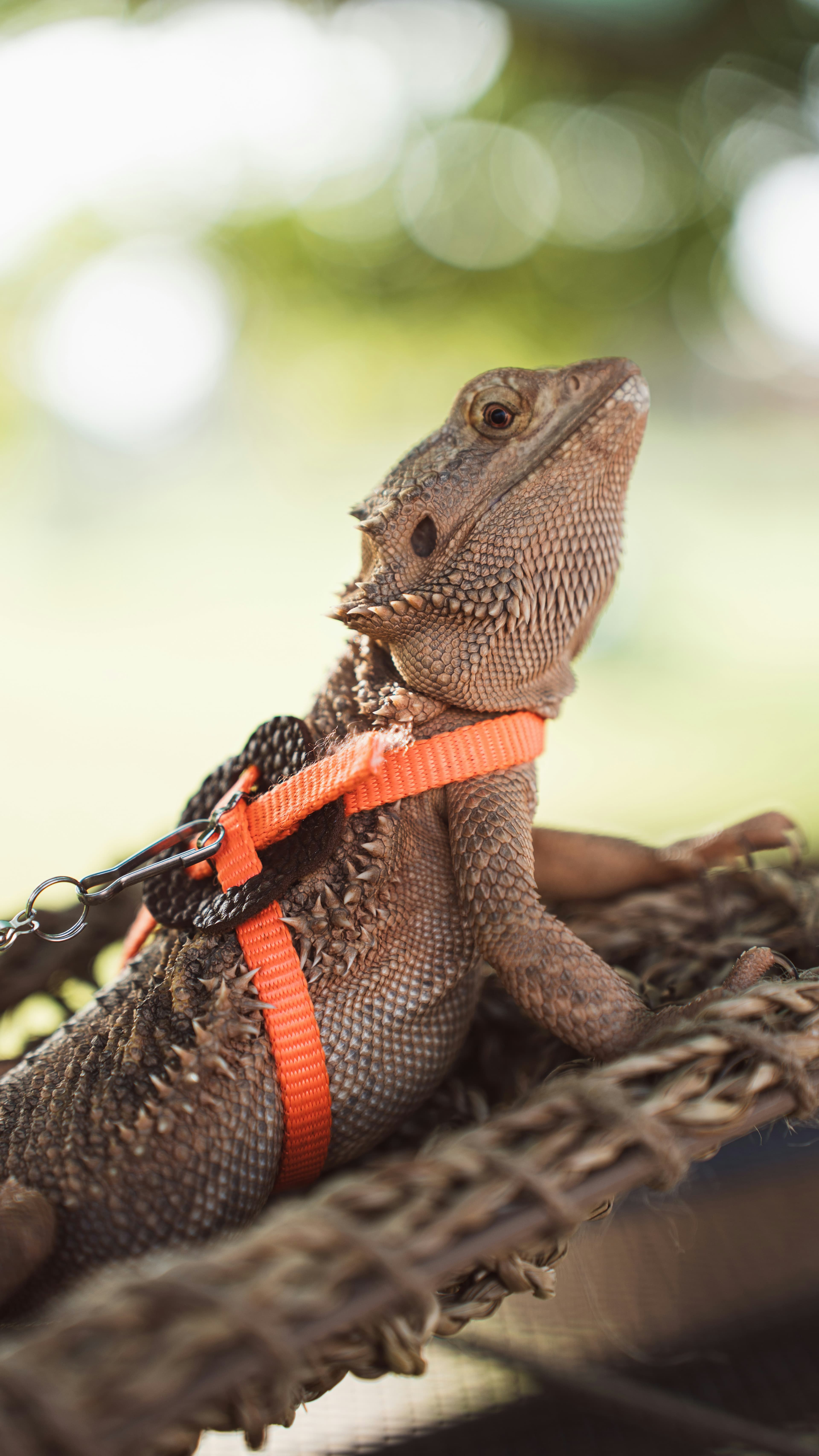 Draco on a walk