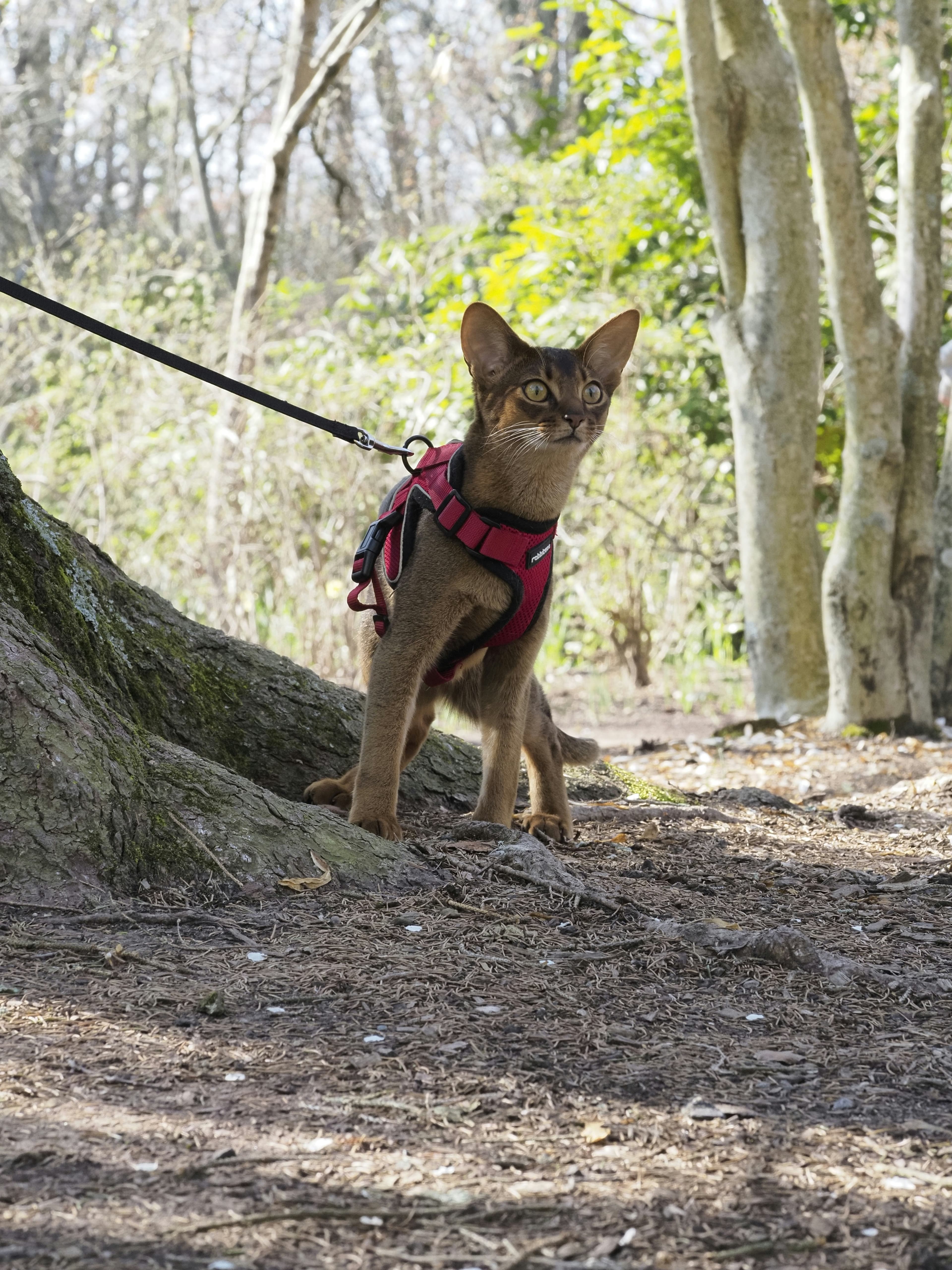 Miso on a walk