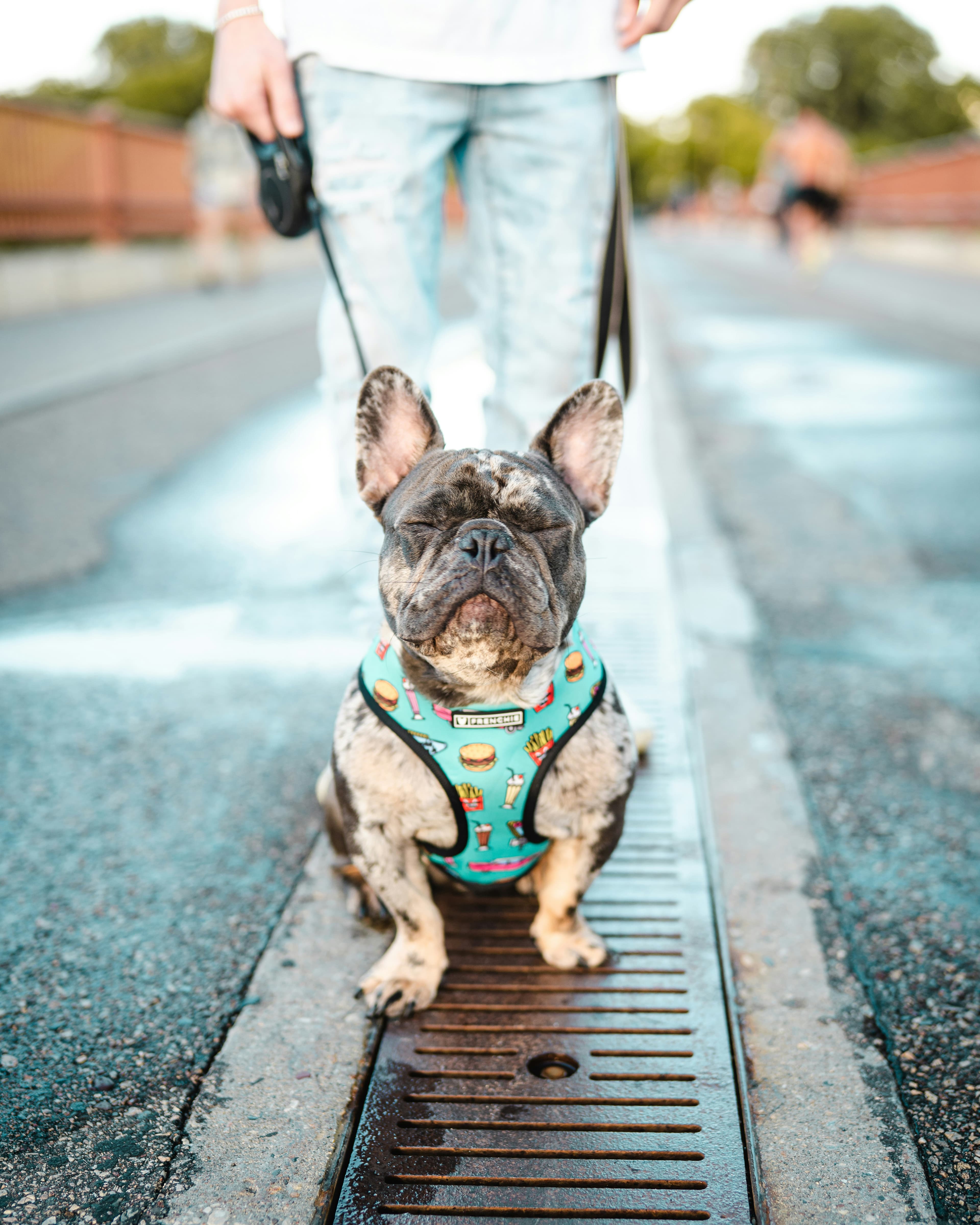 Gus on a walk