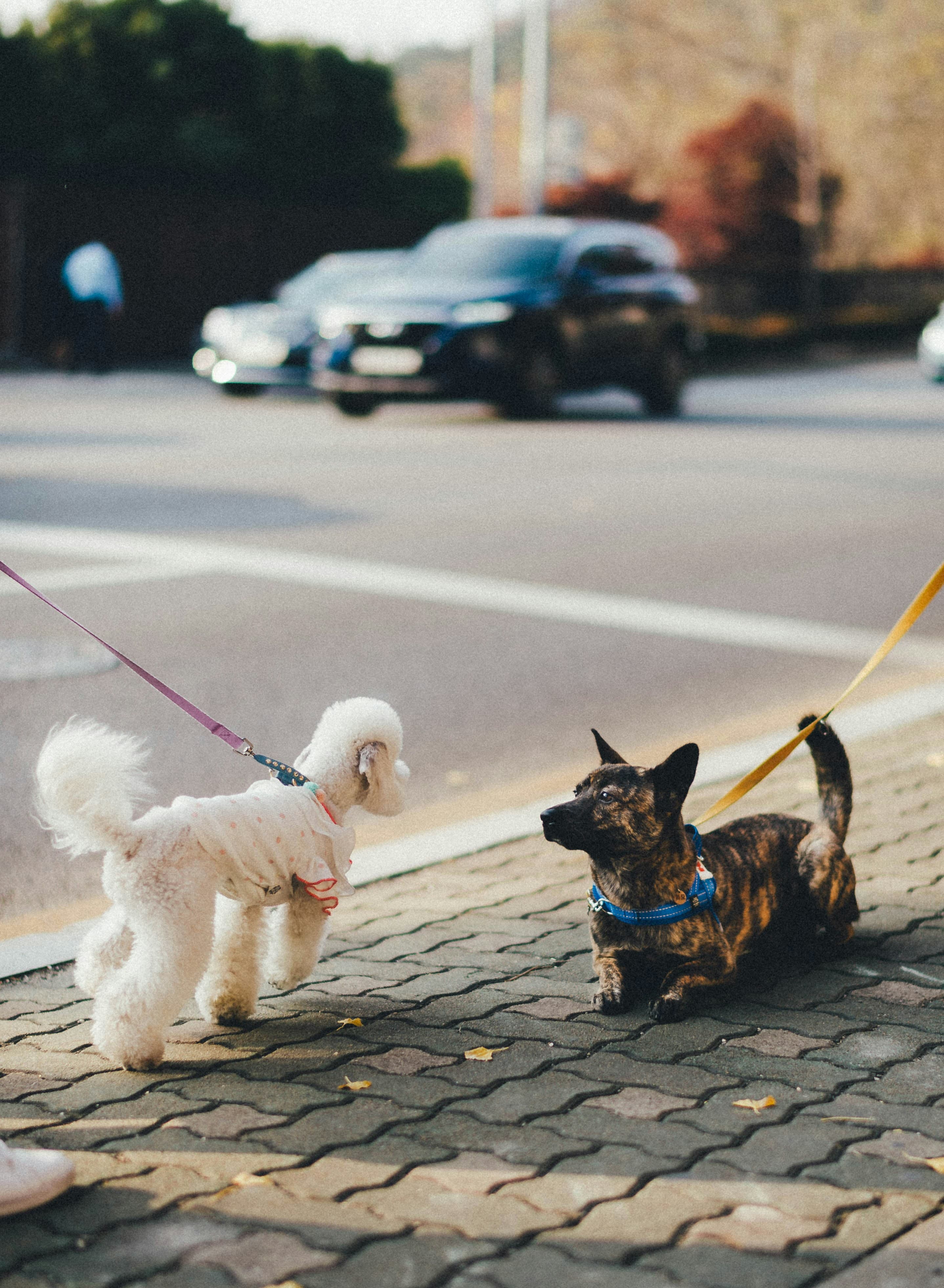 Mochi & Bruno on a walk